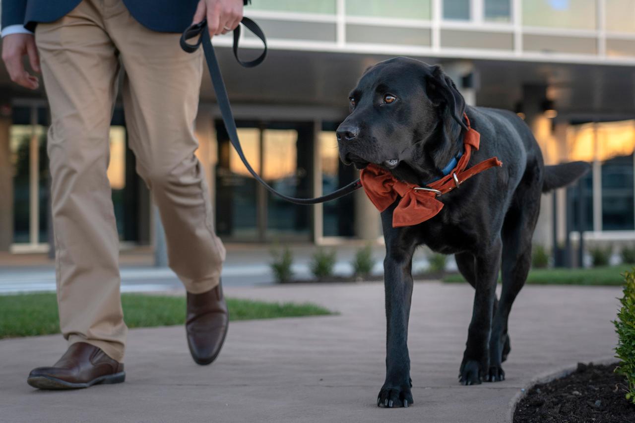 เป็ปเปอร์ส ไซโล ลอนเชสตัน Hotel ภายนอก รูปภาพ A service dog